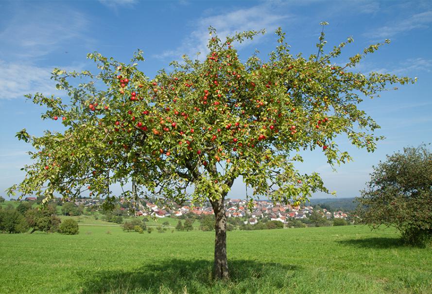 Greffe des arbres fruitiers