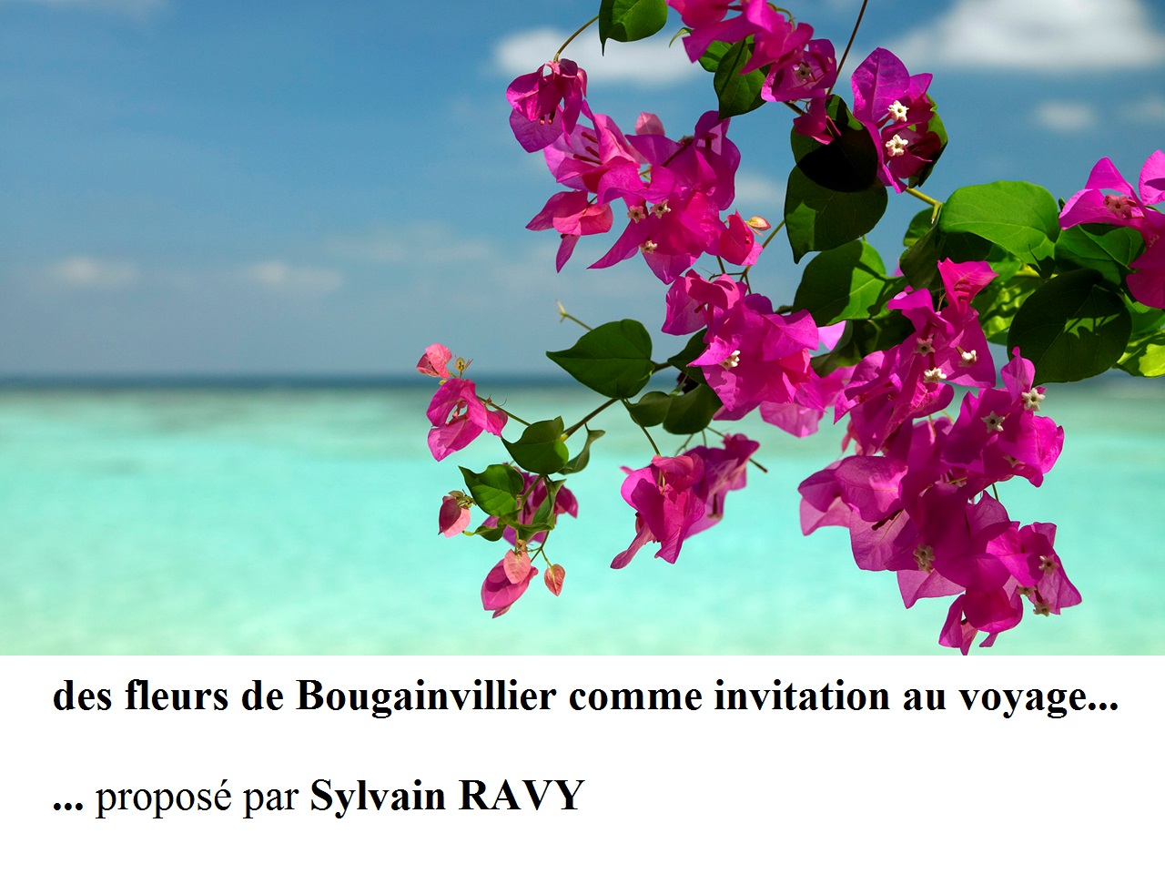 Bougainvilliers Ravy